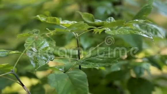 露水中灌木的叶子视频的预览图