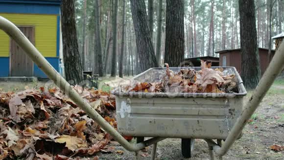 落叶枯叶用铁锹收集成堆工具被用来装车视频的预览图