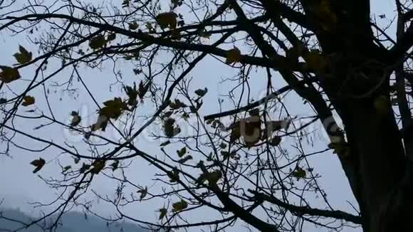 秋天风中树上的枯叶视频的预览图