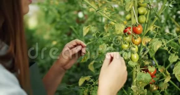 女子手托番茄植株特写视频的预览图