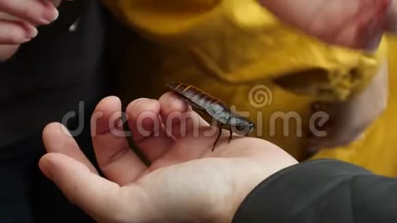 手传巨型蟑螂视频的预览图