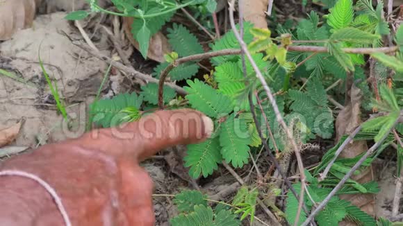 含羞草植物使叶子转向人类手指的触摸视频的预览图