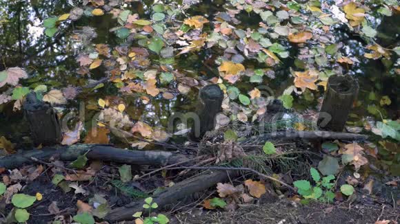 秋天湖畔树木的落叶枝和倒影视频的预览图