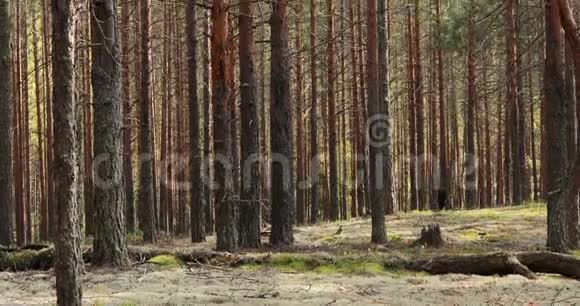 秋天松林的景色阳光穿过树干视频的预览图