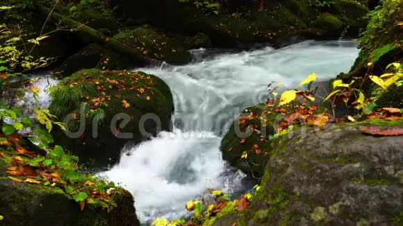 秋天的时候新鲜的山涧水流湍急岩石上覆盖着绿苔和五颜六色的落叶视频的预览图