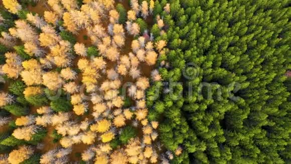 秋天的落叶松森林景色黄色和绿色的树高山峡谷橙色落叶松森林视频的预览图