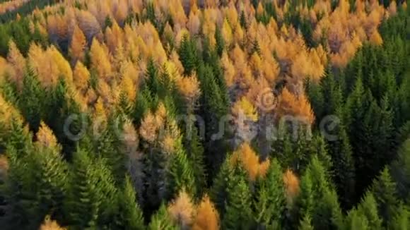秋天的落叶松森林景色黄色和绿色的树高山峡谷橙色落叶松森林视频的预览图