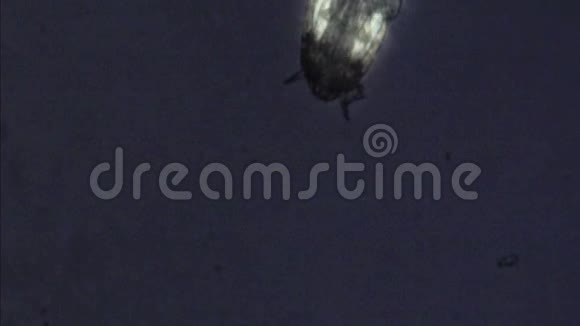 幼虫在显微镜下有极化视频的预览图