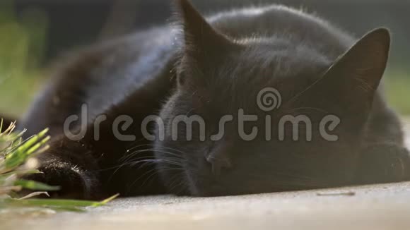夏天可爱的黑猫视频的预览图