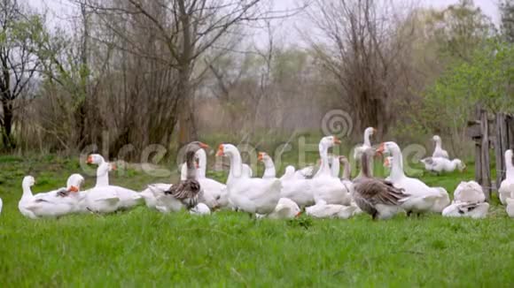 一群白色的家鹅在绿色的田野上觅食视频的预览图