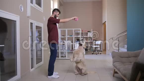 宠物诊所的宠物用后腿玩耍视频的预览图