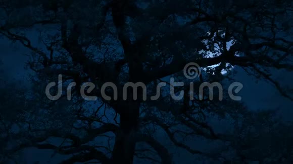 暴风雨之夜树后的暗月视频的预览图