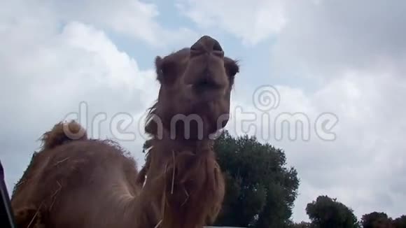 骆驼精灵视频的预览图