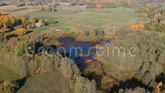 秋天的农田景观有蓝色的池塘和金色的十月树林空中视频的预览图
