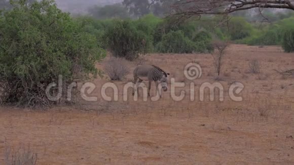 斑马走过沙漠草原带着一片丹顶视频的预览图