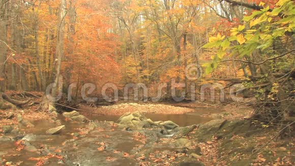 小溪穿过秋天的树林视频的预览图