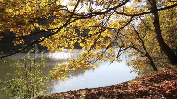 秋天的景色有池塘和柳枝视频的预览图