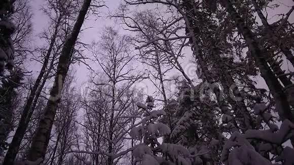 冬天的雪林俄罗斯森林中的大雪纷飞霜冻和雪天视频的预览图