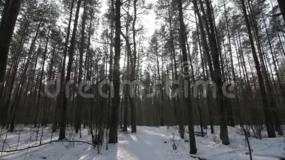 在冬天的森林里穿过积雪覆盖的地面视频的预览图