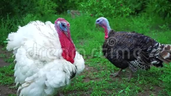 白黑火鸡发声火鸡发声鸟鸣活得漂亮的火鸡土耳其度假视频的预览图