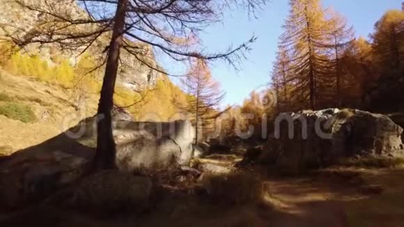 在树和岩石附近的秋天的树林小径上行走阳光明媚的秋日在五彩缤纷的红林野生自然山中徒步旅行视频的预览图