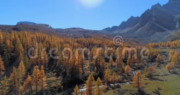 在阳光明媚的秋天在高山山谷和橙色落叶松森林树林上空向后空中欧洲阿尔卑斯山视频的预览图