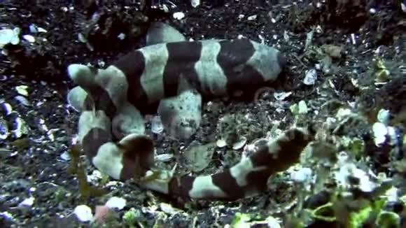 伦贝海峡珊瑚食蚁兽视频的预览图
