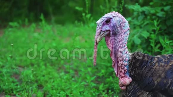 黑色火鸡发声火鸡发声鸟鸣活得漂亮的火鸡土耳其度假视频的预览图