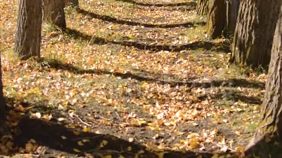 黄色秋天白杨树的树林视频的预览图