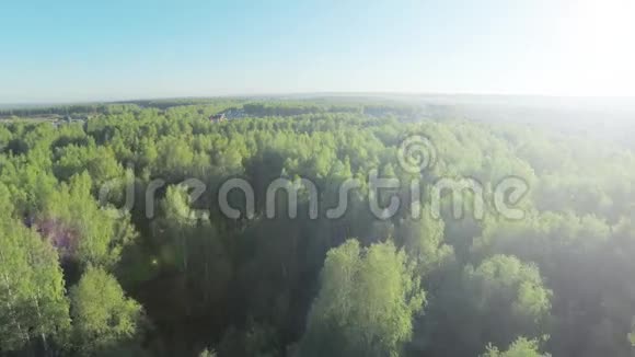 森林在晴天空中树林和蓝天的景色笼罩着天空秋天在美丽的大森林上鸟瞰视频的预览图