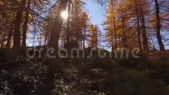 在树附近的秋天的树林小径上行走侧视与太阳阳光明媚的秋日在五彩缤纷的红色森林中徒步旅行野生自然视频的预览图