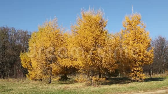 秋天的景色有明亮的黄色落叶松视频的预览图