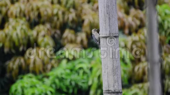 哥伦比亚鸟类丹顶啄木鸟啄食死竹视频的预览图