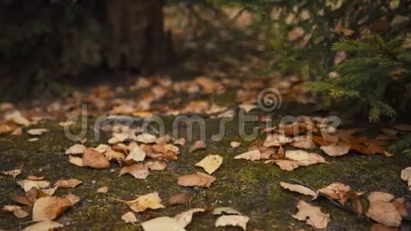 秋天的森林里狗在落叶间散步视频的预览图
