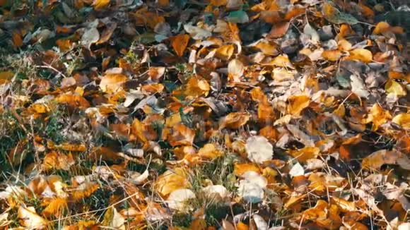 秋天的黄色落叶在森林的地面上视频的预览图