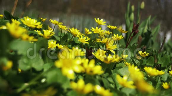初春的黄色花朵初春视频的预览图