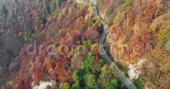 在五彩缤纷的秋林中前方的空中俯视着在路上行驶的汽车秋天的橙色绿色黄色的红色树林视频的预览图