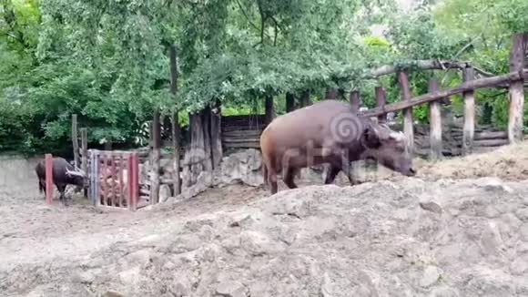 布达佩斯动物园男女森林水牛视频的预览图