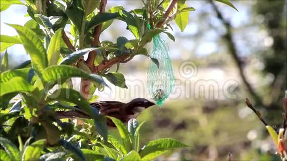 麻雀吃肥鸟种子视频的预览图