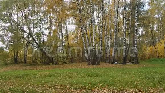 秋天的树叶落在桦树林里视频的预览图