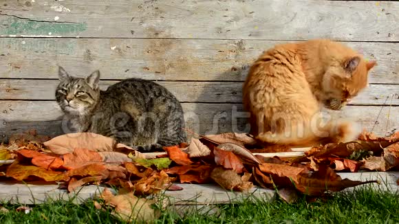 花园里两只猫在秋天落叶视频的预览图