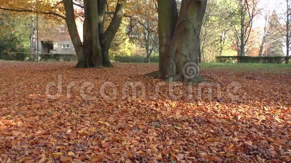 公园树上金色树叶的风景秋天的景色视频的预览图
