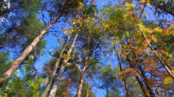 秋天欧洲森林的景色视频的预览图