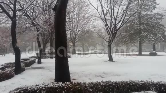 冬季降雪季节地面积雪和树枝视频的预览图