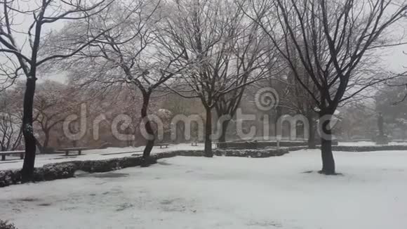 冬季降雪季节地面积雪和树枝视频的预览图