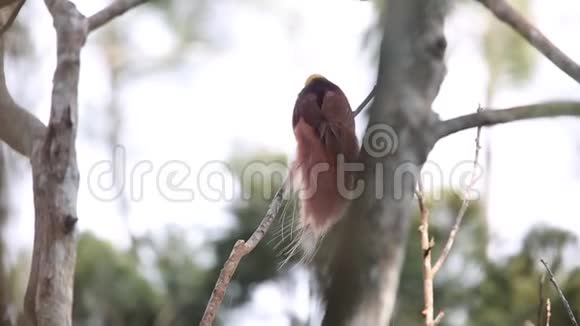拉吉安娜鸟鸟视频的预览图