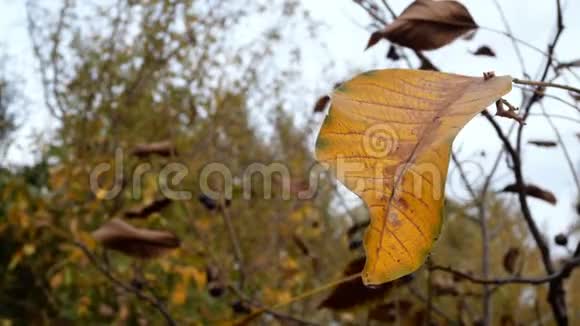 秋天的景色一片黄胡桃叶在树枝上随风摇曳复制空间特写镜头视频的预览图