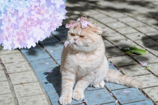 宠物创意猫和花图片素材免费下载