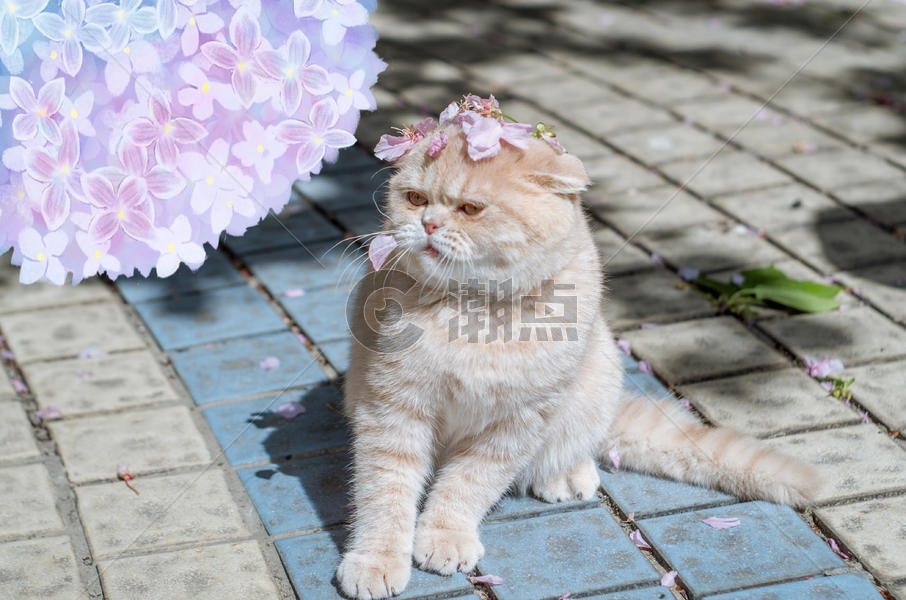 宠物创意猫和花图片素材免费下载
