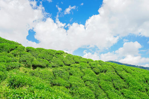 马来西亚高山茶园BOH图片素材免费下载